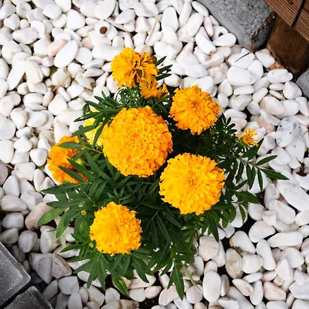 Brisa Do Nordeste * Nordestinho