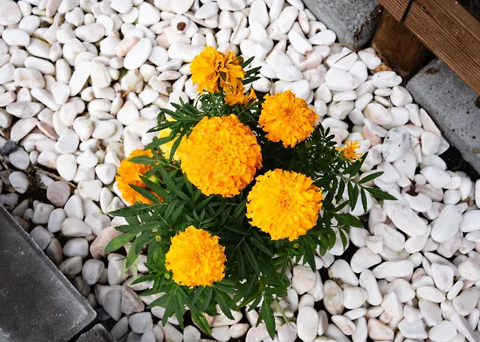 Brisa Do Nordeste * Nordestinho